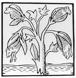 Pianta di cotone, come immaginata da John Mandeville